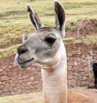 Study Spanish abroad Cusco Peru Inca trail